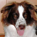 Scamp was adopted in July, 2005